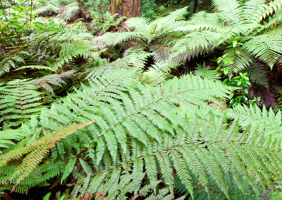 Ferns