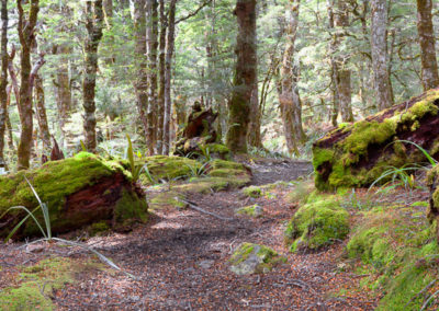 Kahurangi Beech Forest